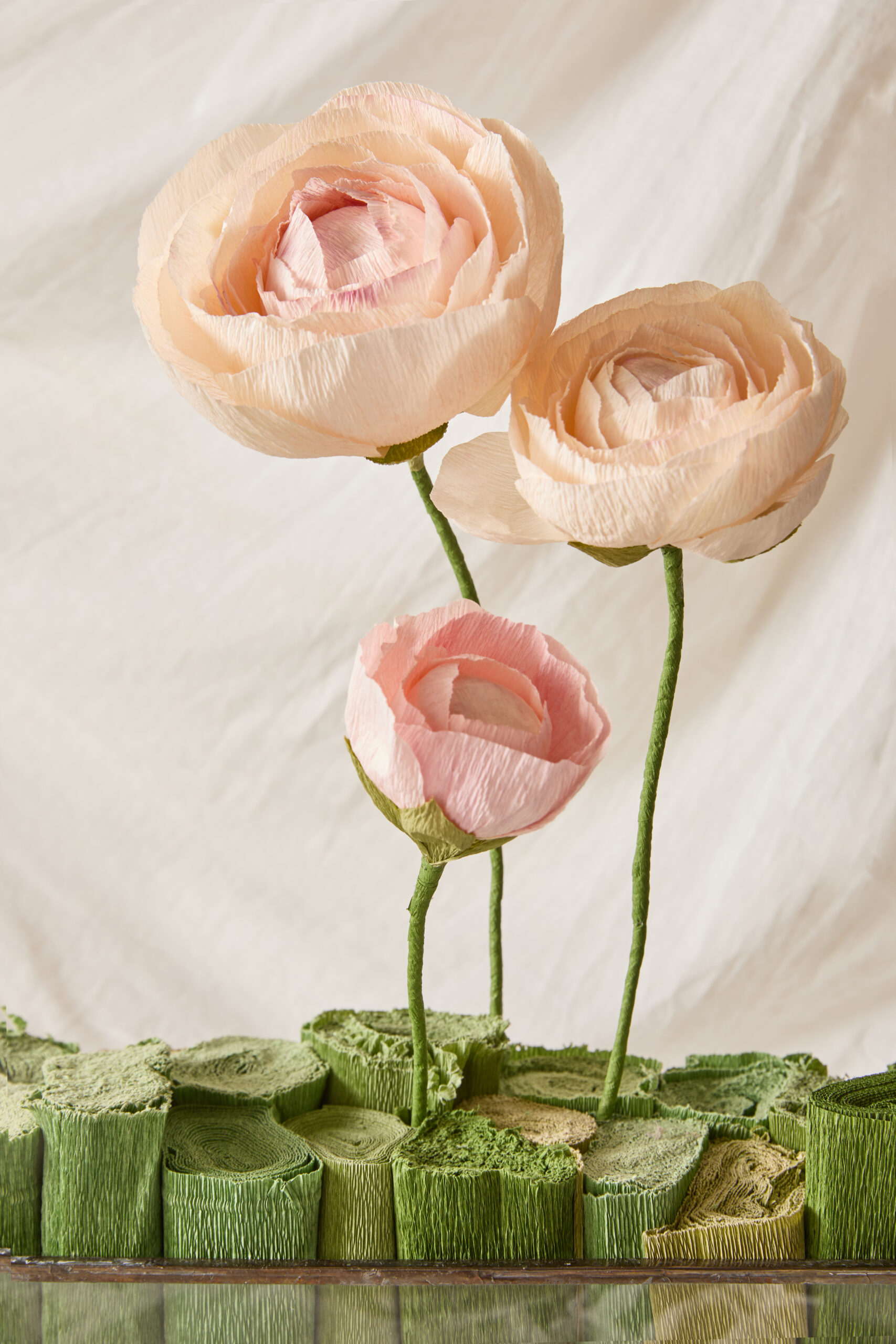 fiore peonia (14)